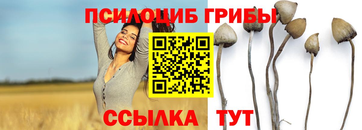Малоярославец  Псилоцибиновые грибы Psilocybe  Вход с VPN  Галлюциногенные грибы мицелий 